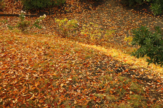 秋の山道も紅葉の落葉