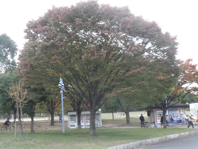 秋の公園の大きな木の紅葉