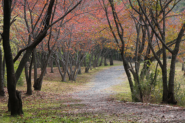 秋の公園の紅葉樹林