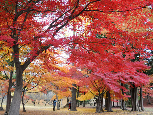 秋の大きな木の紅葉