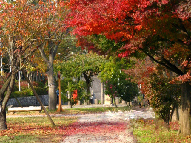 秋の紅葉と公園樹林