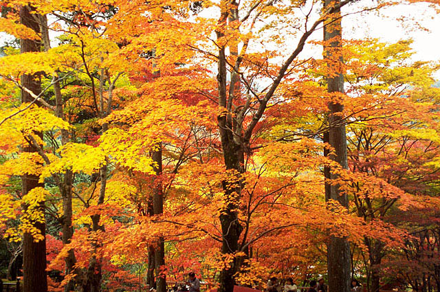 秋の紅葉、素敵な森林