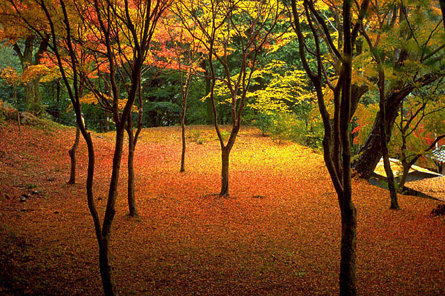 秋の紅葉と落ち葉のじゅうたん