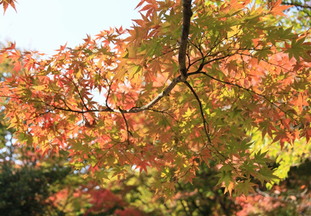 秋の紅葉と秋の息吹